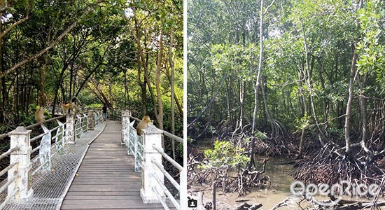 实兆远红树林, Taman Paya Bakau